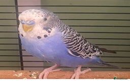 Budgerigars birds for sale: Willow. Male budgie. With cage. 3 years old.  - Image 9