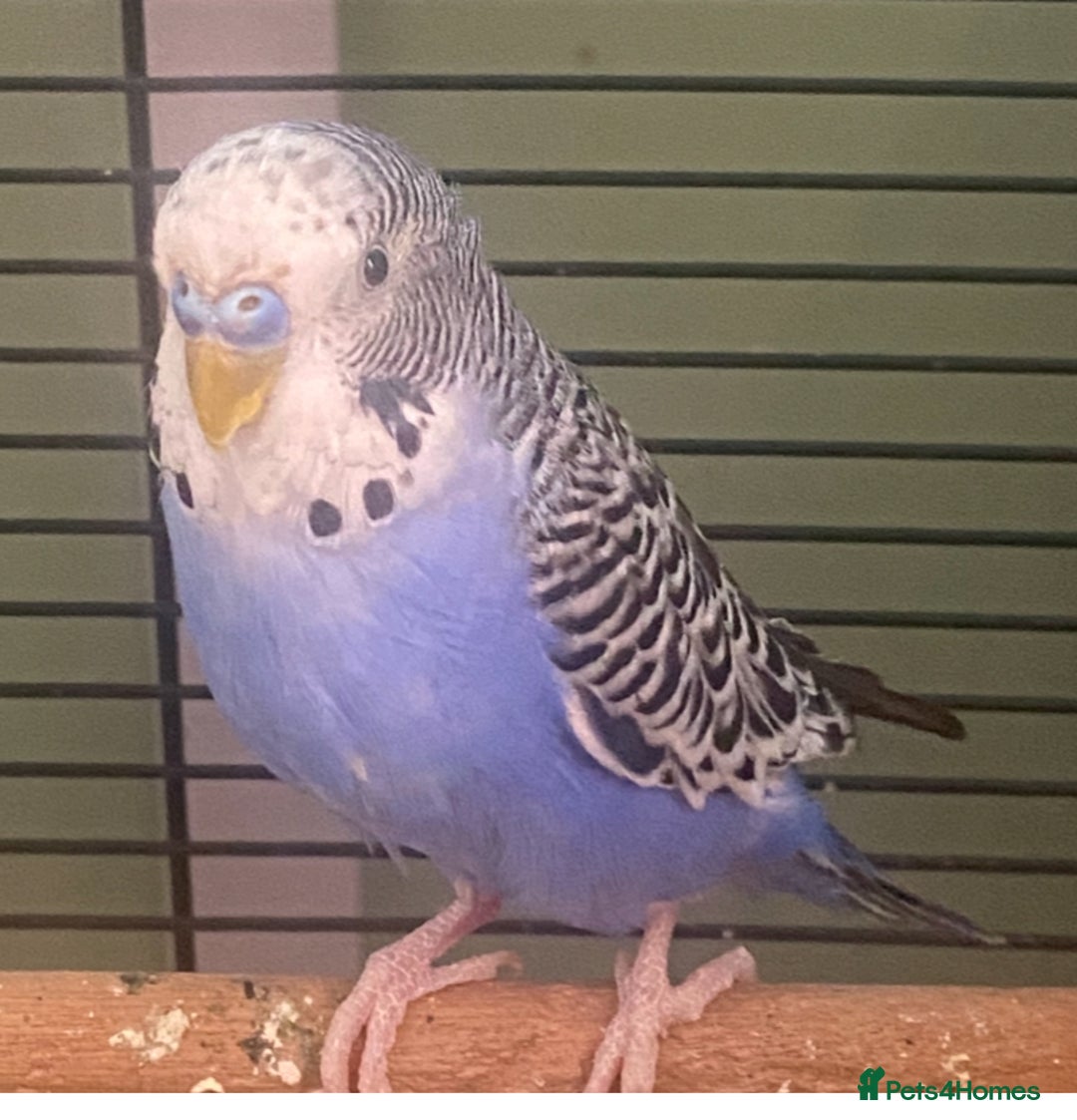 Budgerigars birds for sale: Willow. Male budgie. With cage. 3 years old.  - Image 9