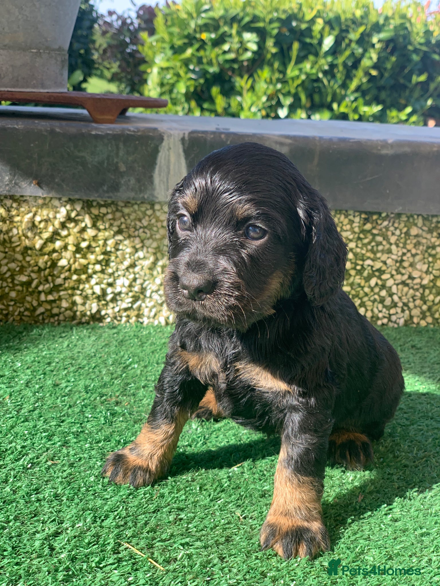 Cocker Spaniel dogs Sired from British Champion - Advert 13