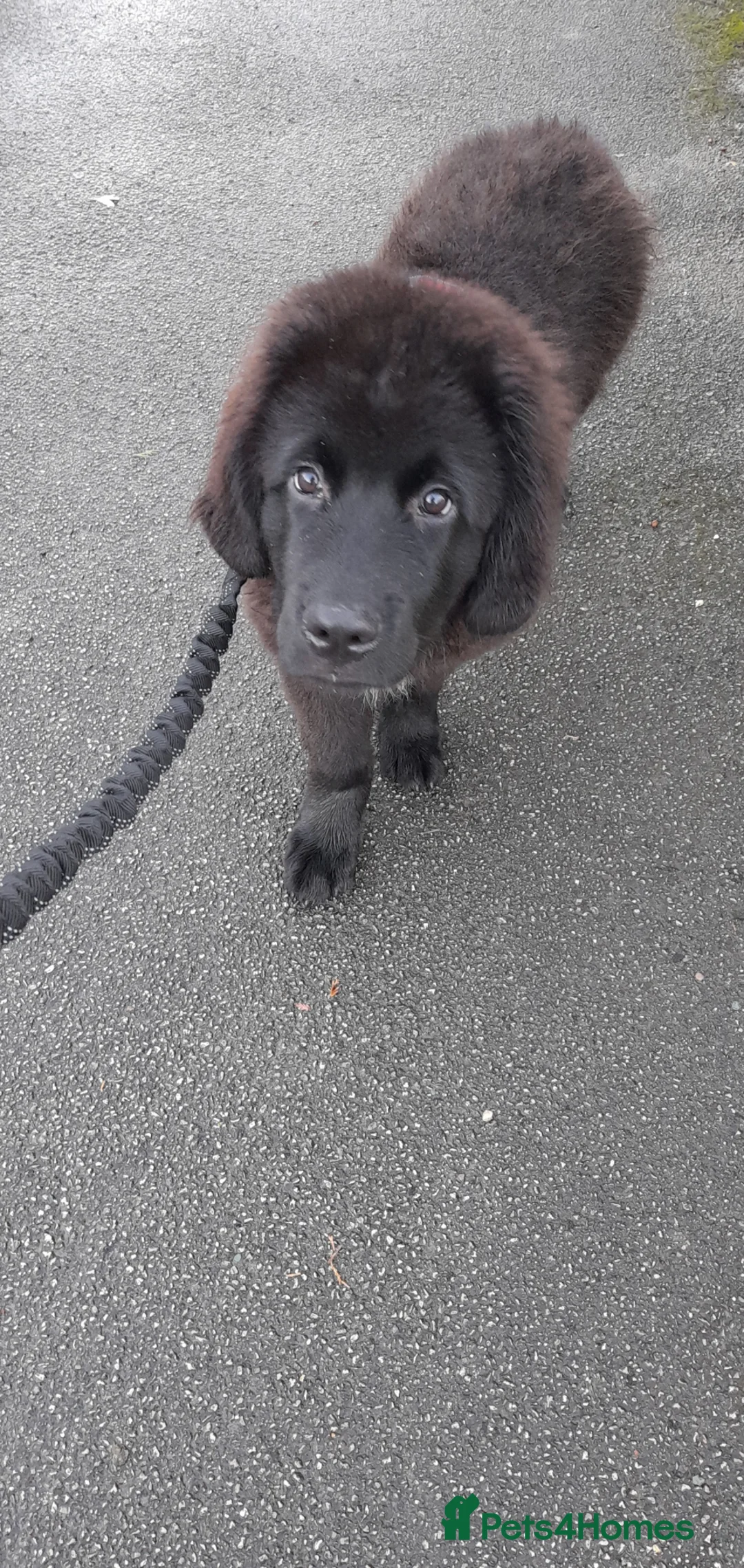 Newfoundland dogs for sale: Gorgeous Newfoundland boy - Advert 2
