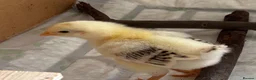 Chickens poultry for sale: Blacktail cockerel chicks available - Advert 3