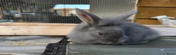 Mixed Breed rabbits for sale: Mini Rex x Lion Lop Babies - TWO LEFT - Advert 3