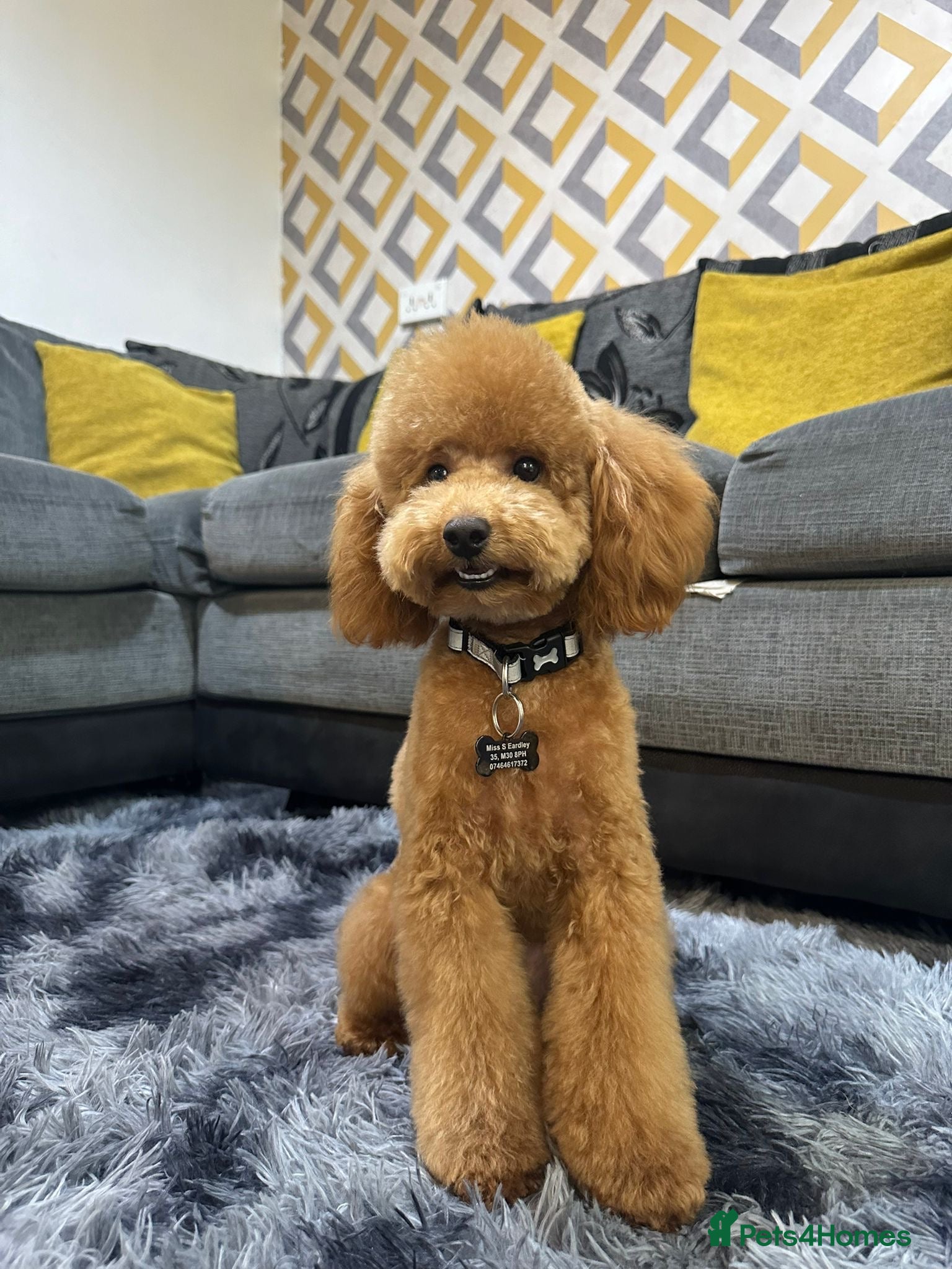 Miniature Poodle dogs Teddy - Advert 16