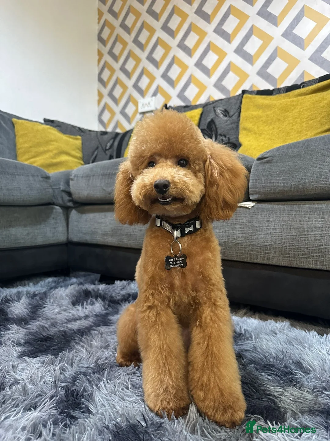 Miniature Poodle dogs for sale: Teddy - Advert 1