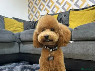 Miniature Poodle dogs Teddy - Advert 16