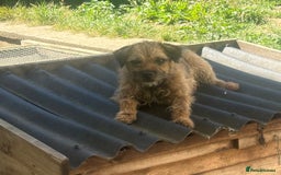 Border Terrier dogs for stud: Border terrier stud dog  - Image 6