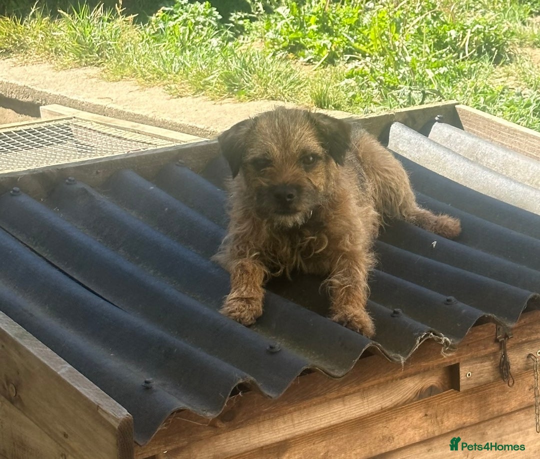Border Terrier dogs for stud: Border terrier stud dog  - Image 6