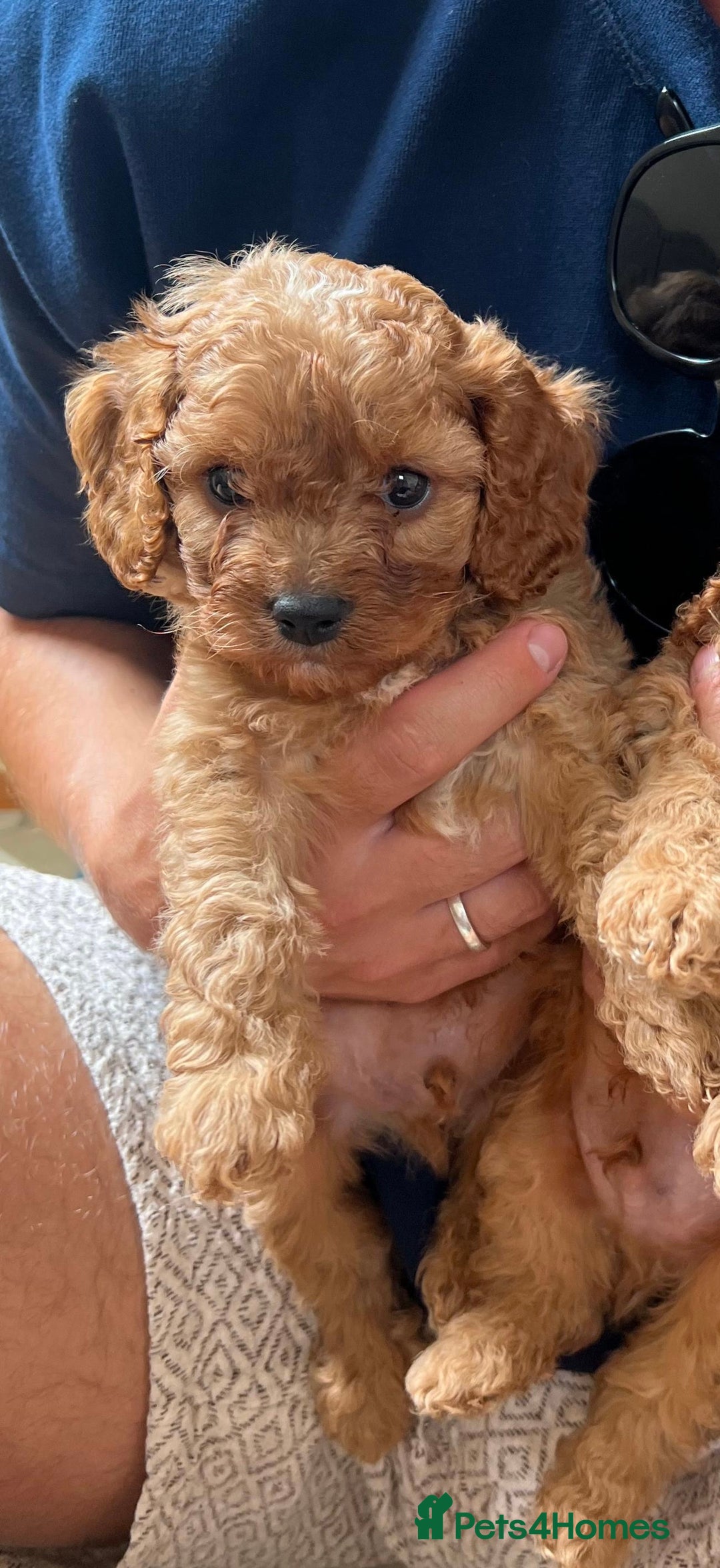 Cavapoo dogs for sale: Top class Extensively tested F1b Toy Cavapoo in Brough - Image 4