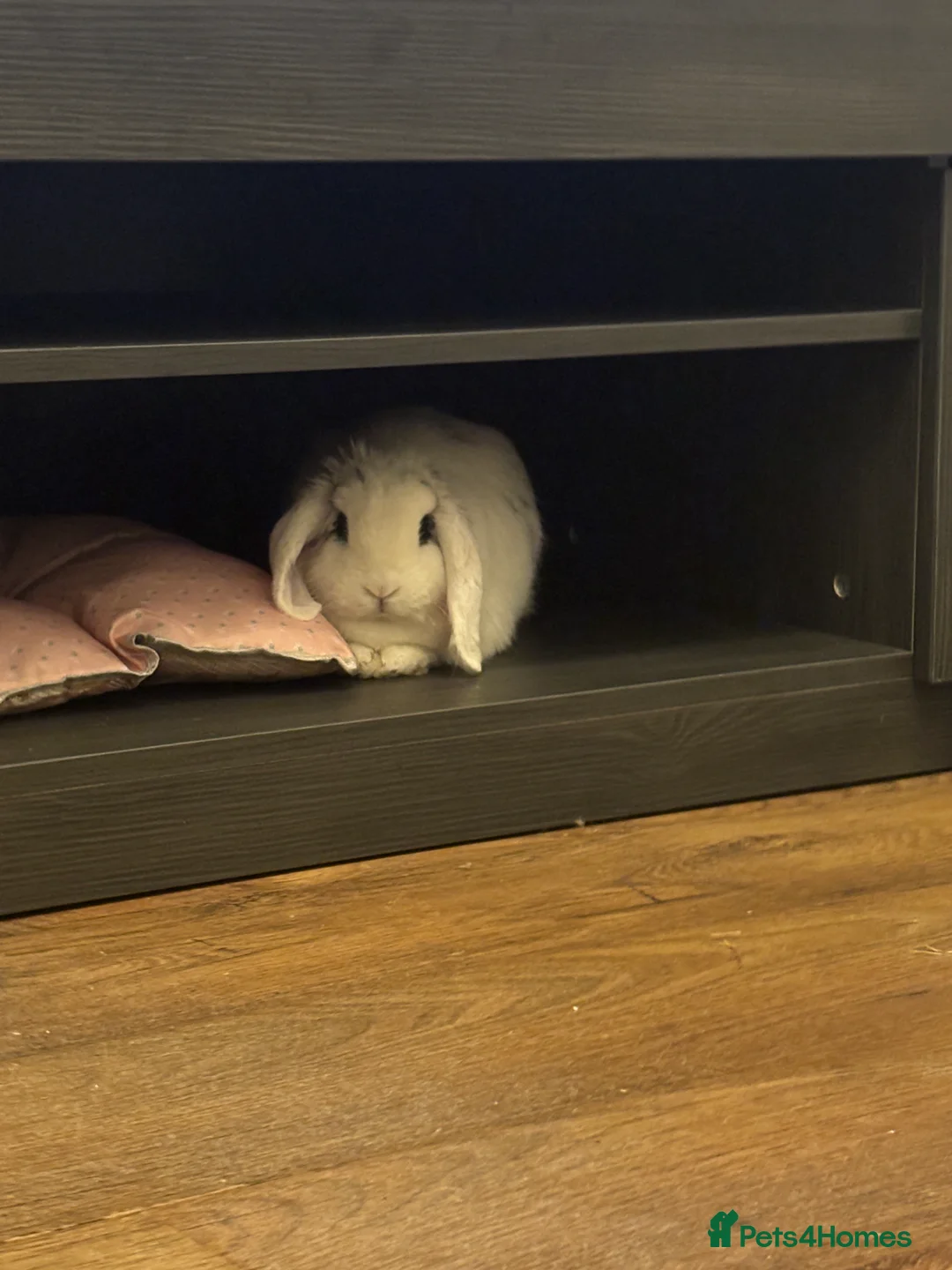 Mini Lop rabbits for sale: Mini lop female for sale 1 year old - Advert 1