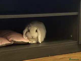 Mini Lop rabbits Mini lop female for sale 1 year old - Advert 3