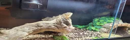 Bearded Dragon reptiles for sale: Bearded Dragon and Complete Vivarium Setup in Yarm - Advert 22