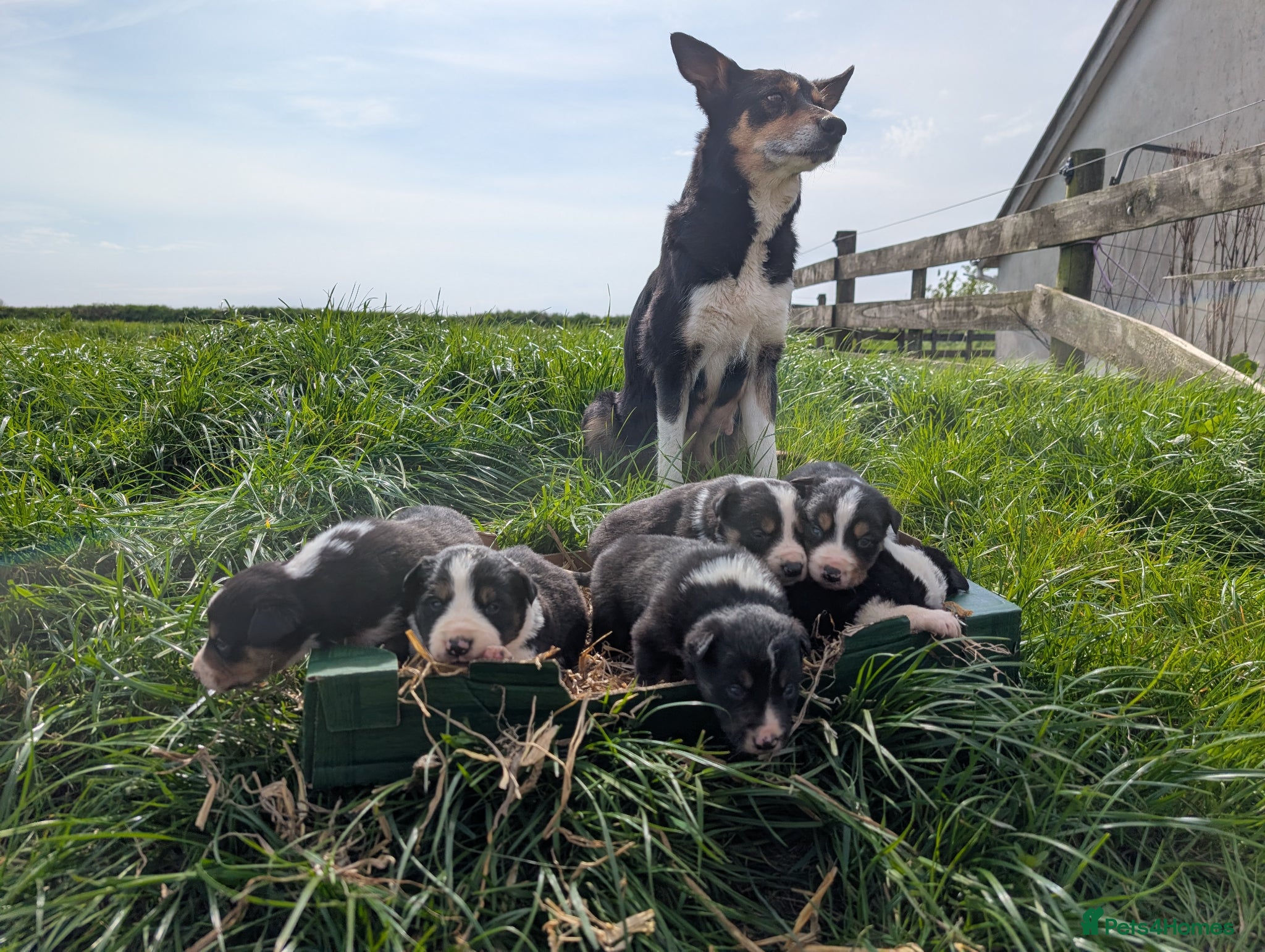 Border Collie dogs Cracking Litter of Tri Coloured Collies For Sale - Advert 2