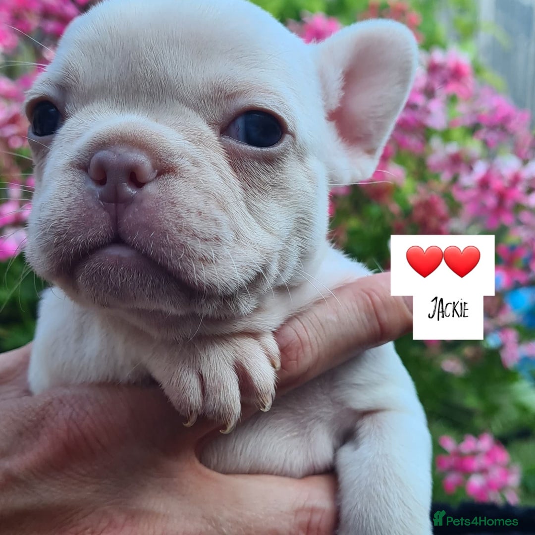 French Bulldog dogs for sale: Big Perm, fluffy and furnished frenchies  - Image 3