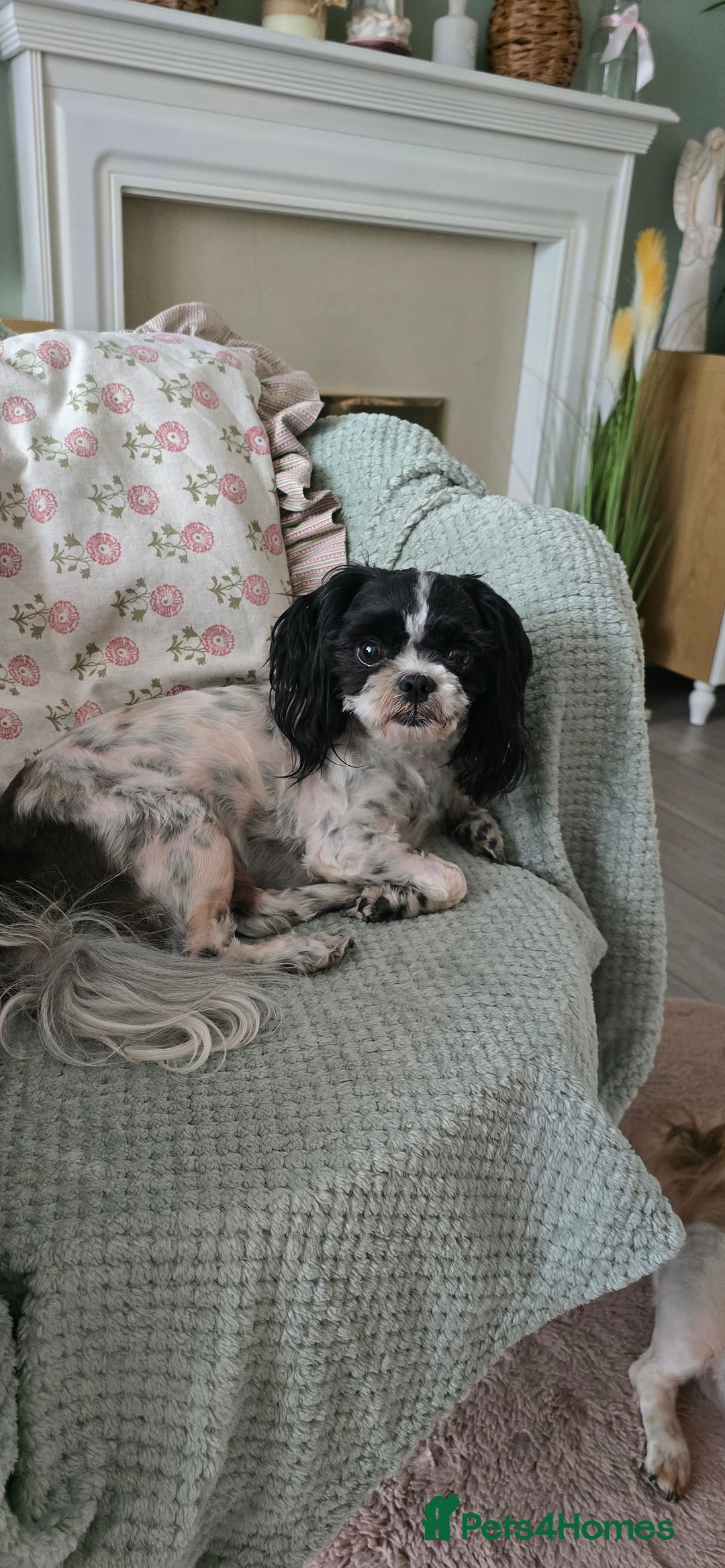 Shih Tzu dogs for sale: Puppies for reservation / sale  - Image 25