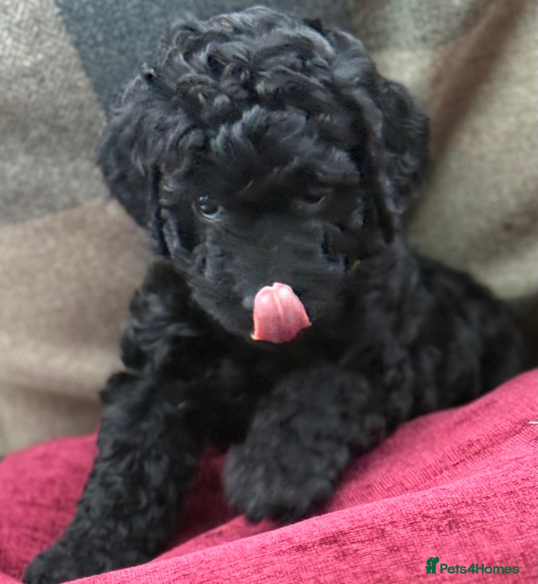 Cockapoo dogs for sale: F1 Cockapoo's - Image 33