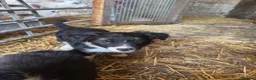 Border Collie dogs for sale: 2 Beautiful Border Collie bitch pups in Sheffield - Advert 5