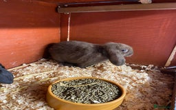 English Lop rabbits for sale: Beautiful English lop boys for sale - Image 4