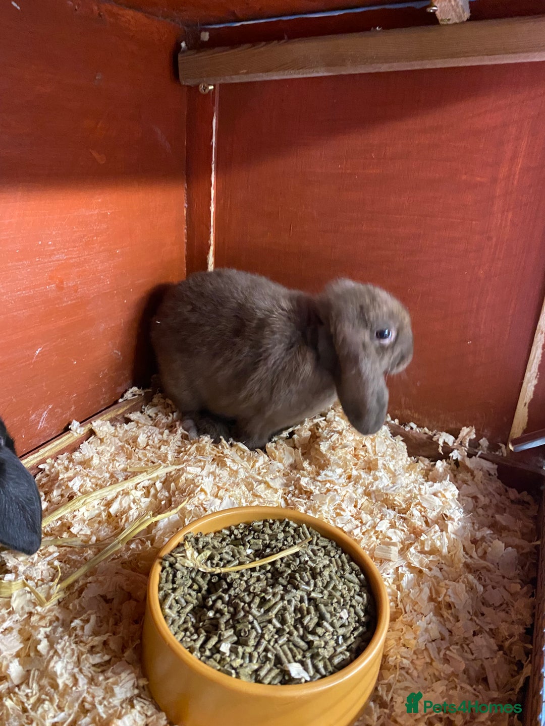 English Lop rabbits for sale: Beautiful English lop boys for sale - Image 4