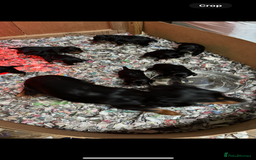 Cocker Spaniel dogs for sale: 6 working cocker pups  - Image 7