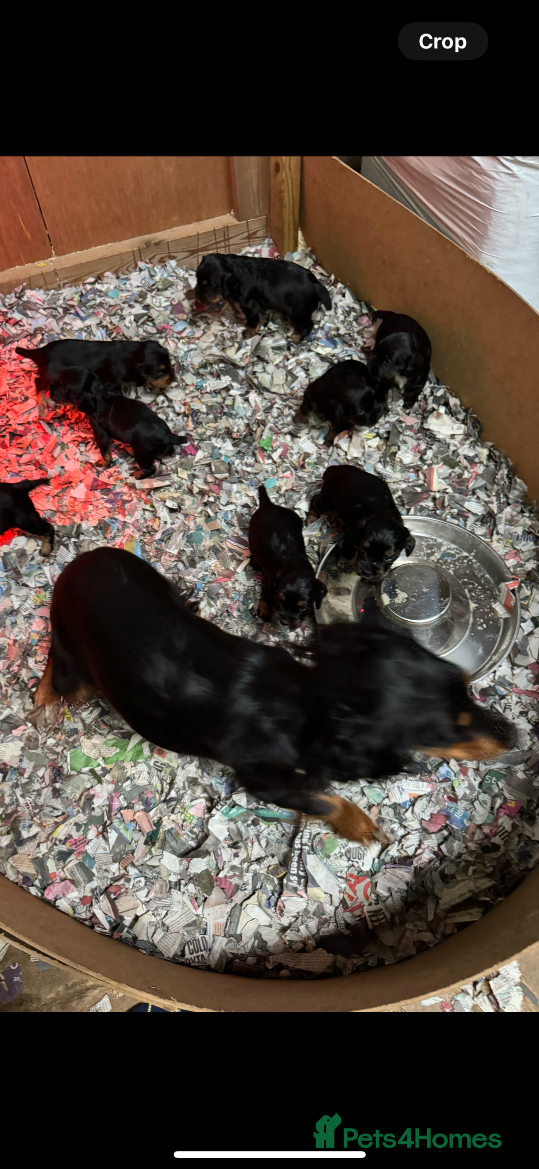 Cocker Spaniel dogs for sale: 6 working cocker pups  - Image 7