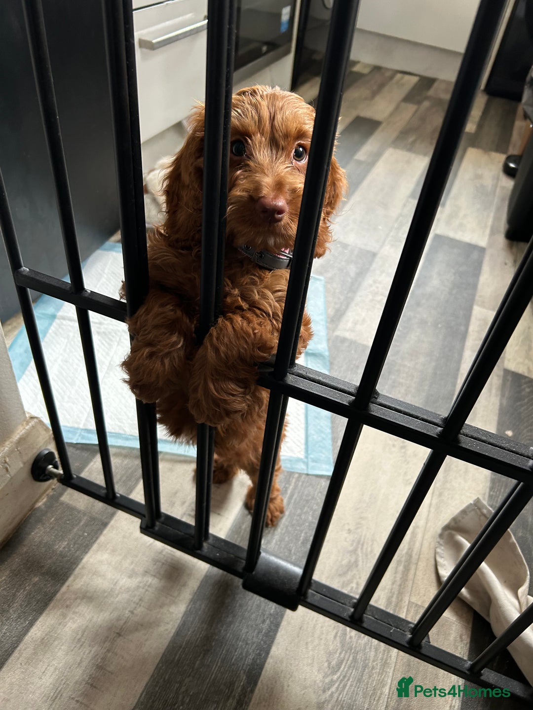 Cockapoo dogs for sale: Red cockerpoo female  - Image 2