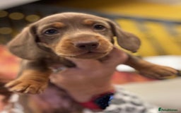 Miniature Dachshund dogs for sale: READY NOW Stunning miniature dachshund pups in Mirfield - Image 2