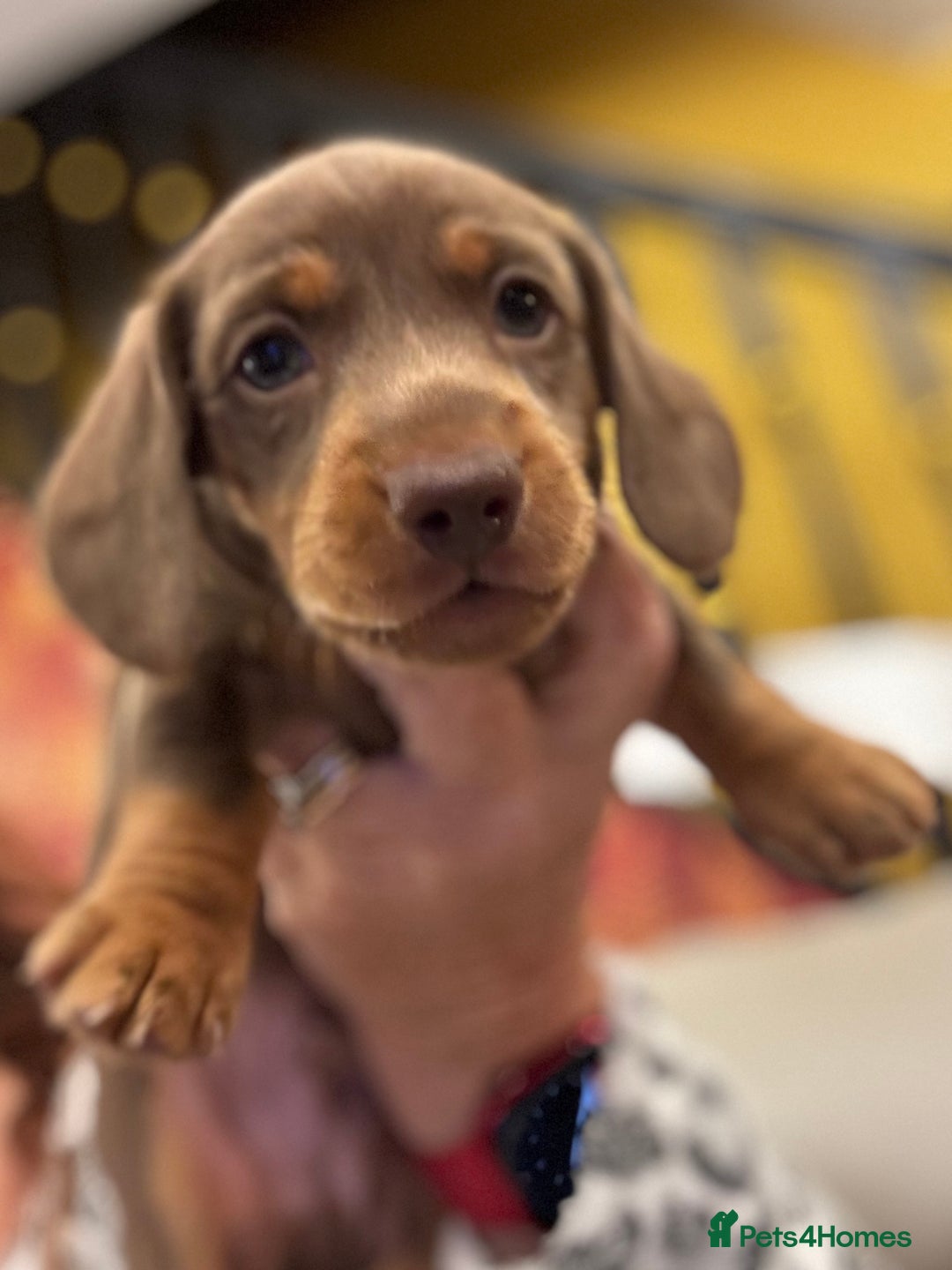 Miniature Dachshund dogs for sale: READY NOW Stunning miniature dachshund pups in Mirfield - Image 2
