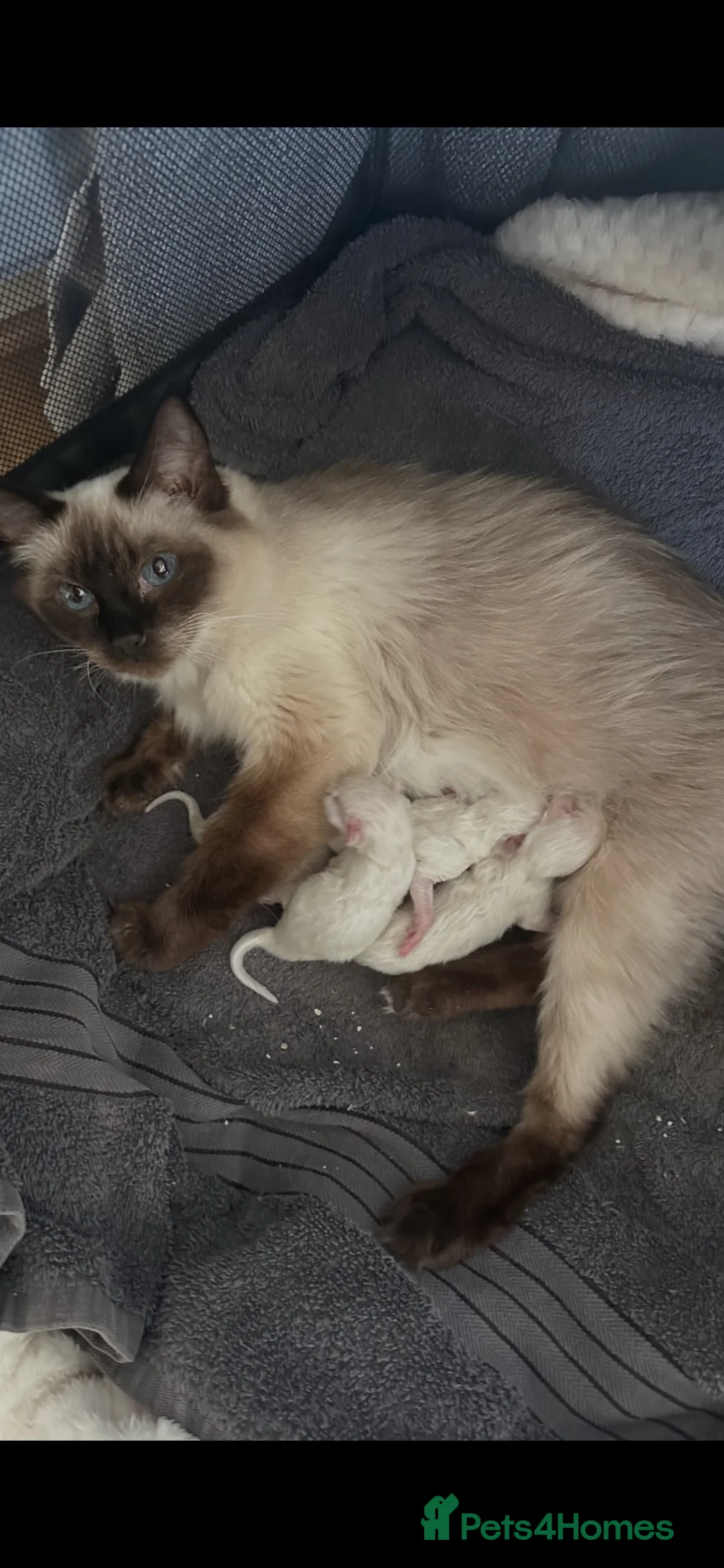 Ragdoll cats for sale: 4 beautiful ragdoll kittens for sale  - Advert 2