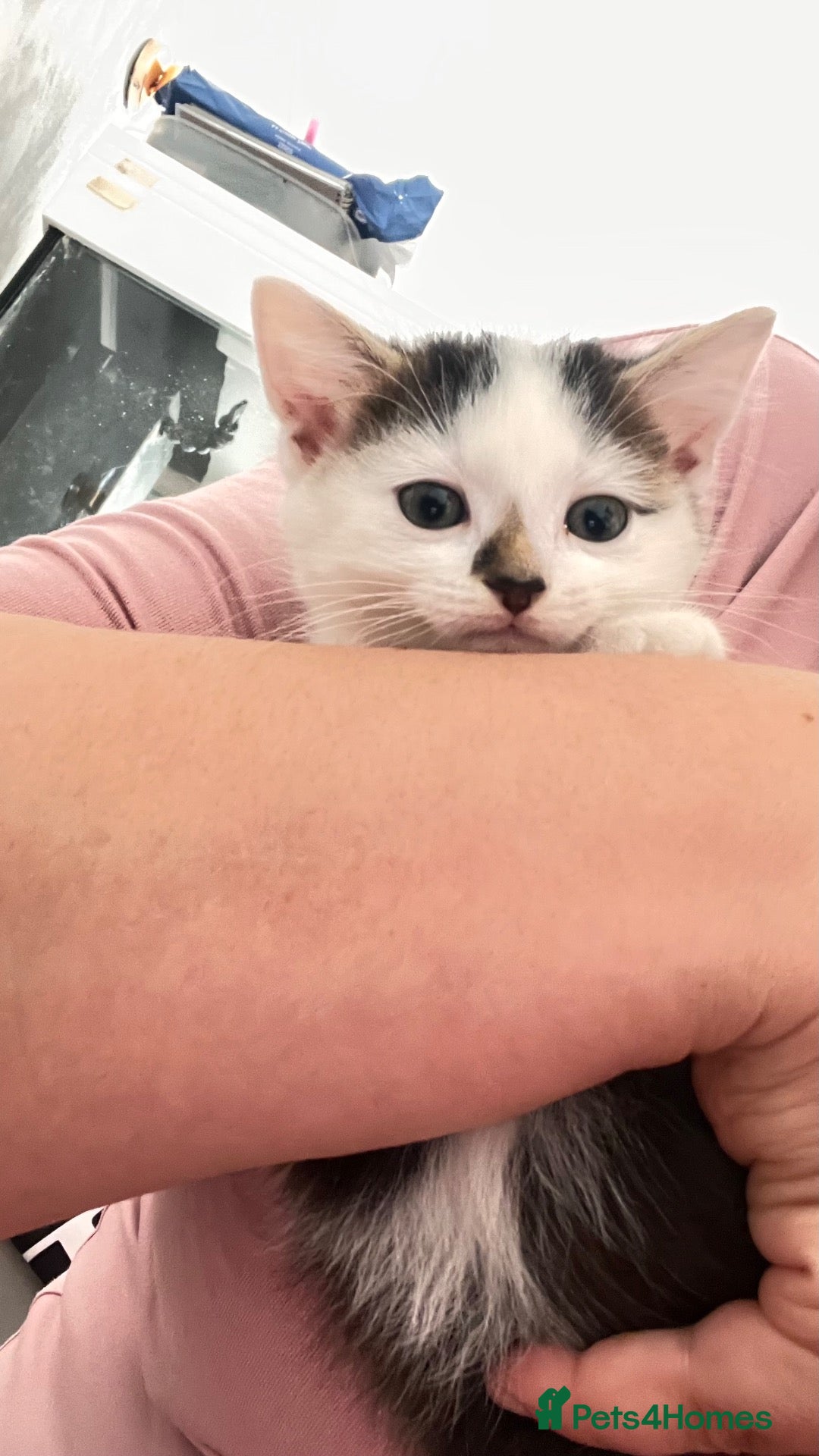 British Longhair cats Male kitten available now london bountiful boy  - Advert 17