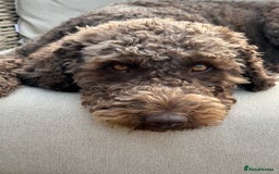 Mixed Breed dogs for sale: Australian Labradoodle due September 2025 - Image 1