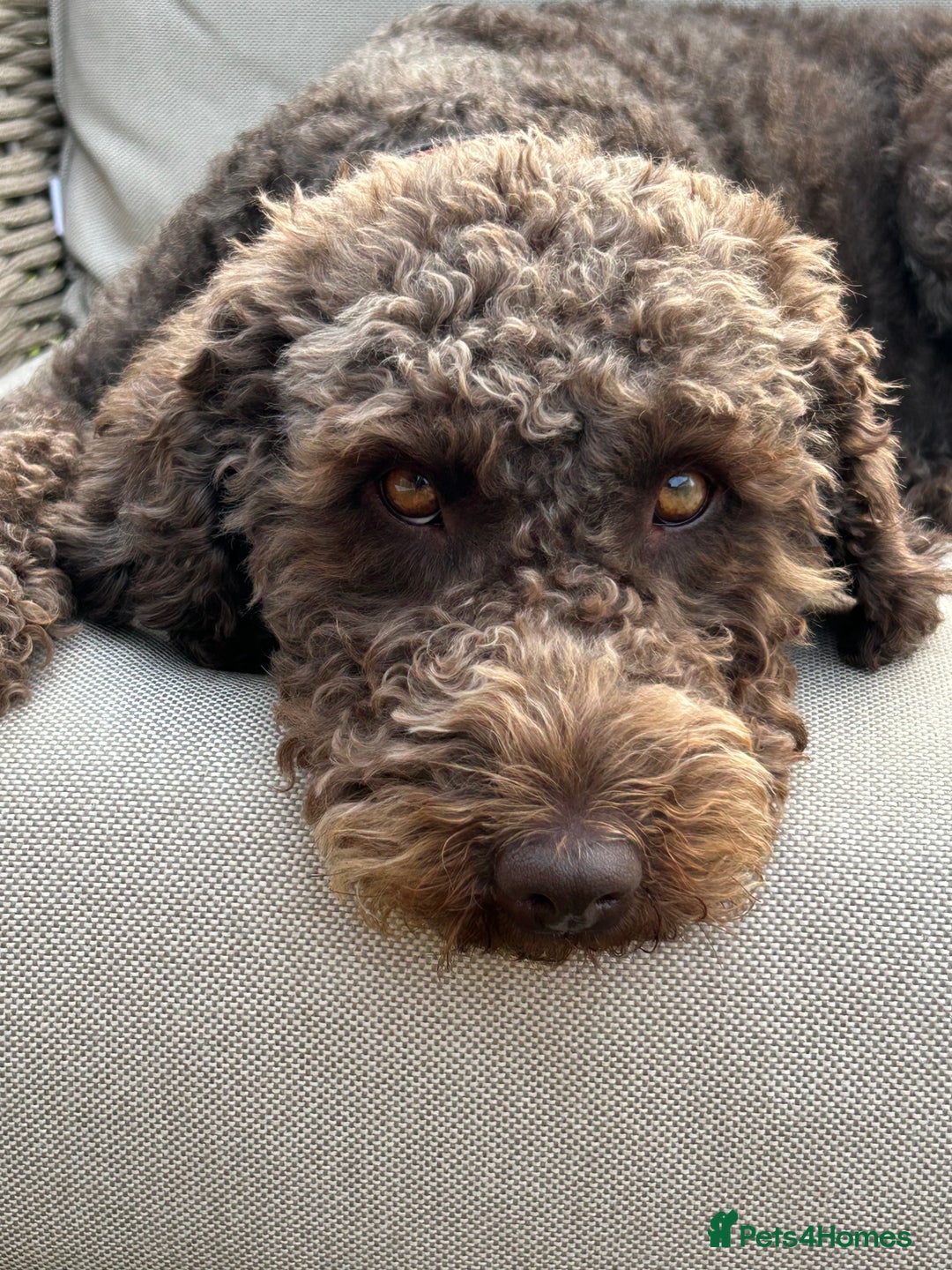 Mixed Breed dogs for sale: Australian Labradoodle due September 2025 - Image 1