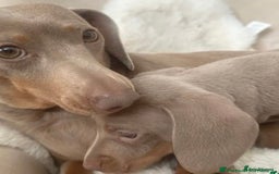 Miniature Dachshund dogs for sale: Isabella Miniature Dachshund Puppy - Image 7