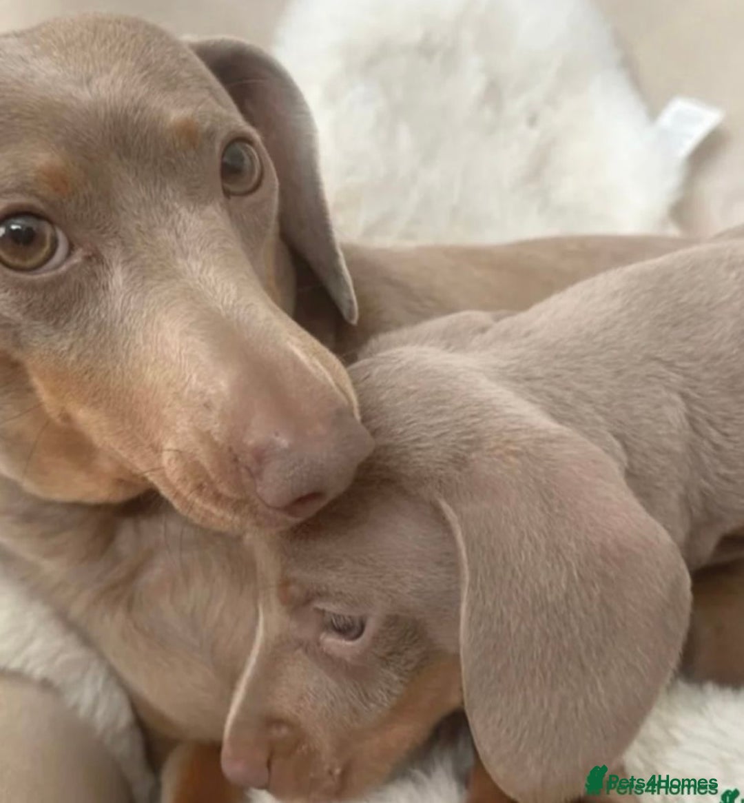 Miniature Dachshund dogs for sale: Isabella Miniature Dachshund Puppy - Image 7