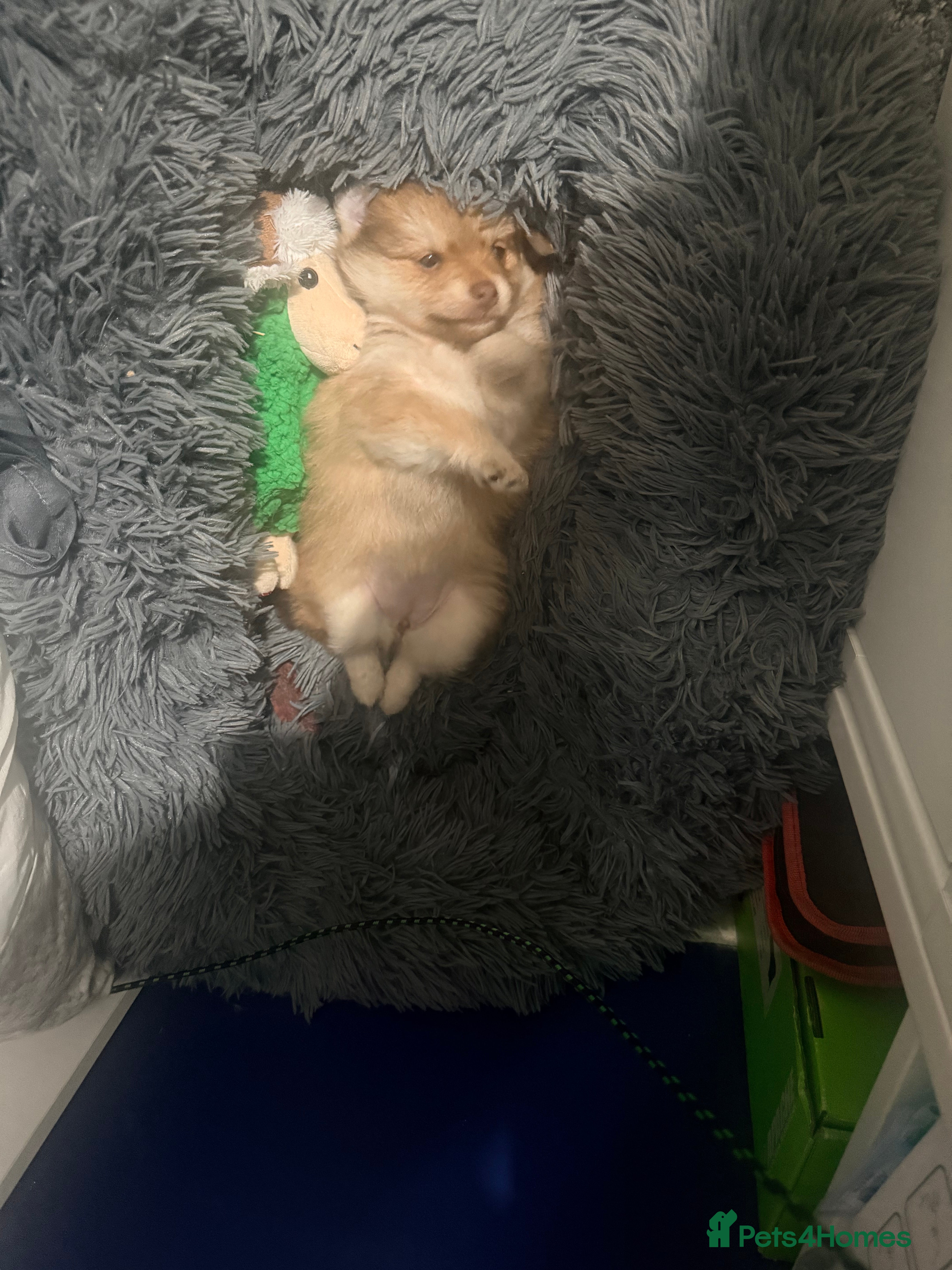 Mixed Breed dogs German spitz mittle with pomchi   - Advert 6