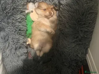 Mixed Breed dogs German spitz mittle with pomchi - Advert 21