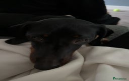 Dachshund dogs for sale: Dachshund  - Image 1