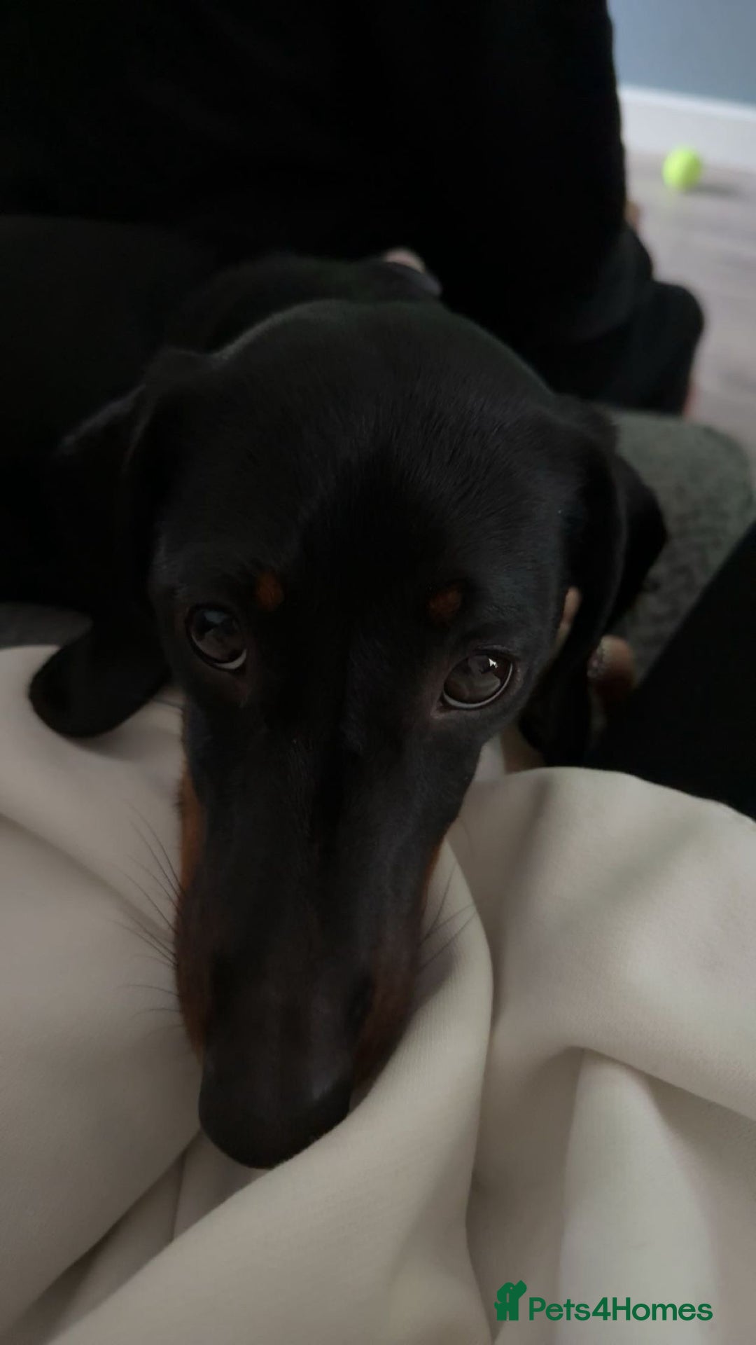 Dachshund dogs for sale: Dachshund  - Image 1
