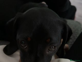 Dachshund dogs - Advert 22