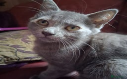 Mixed Breed cats for sale: Charming Cheeky Chunky  Bengal X Kittens. - Image 17