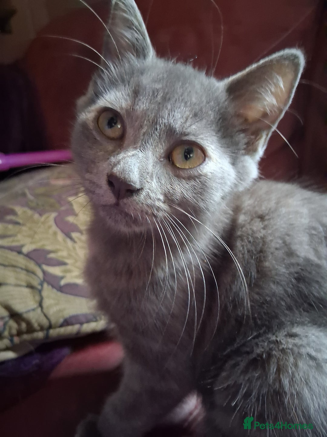 Mixed Breed cats for sale: Charming Cheeky Chunky  Bengal X Kittens. - Image 17