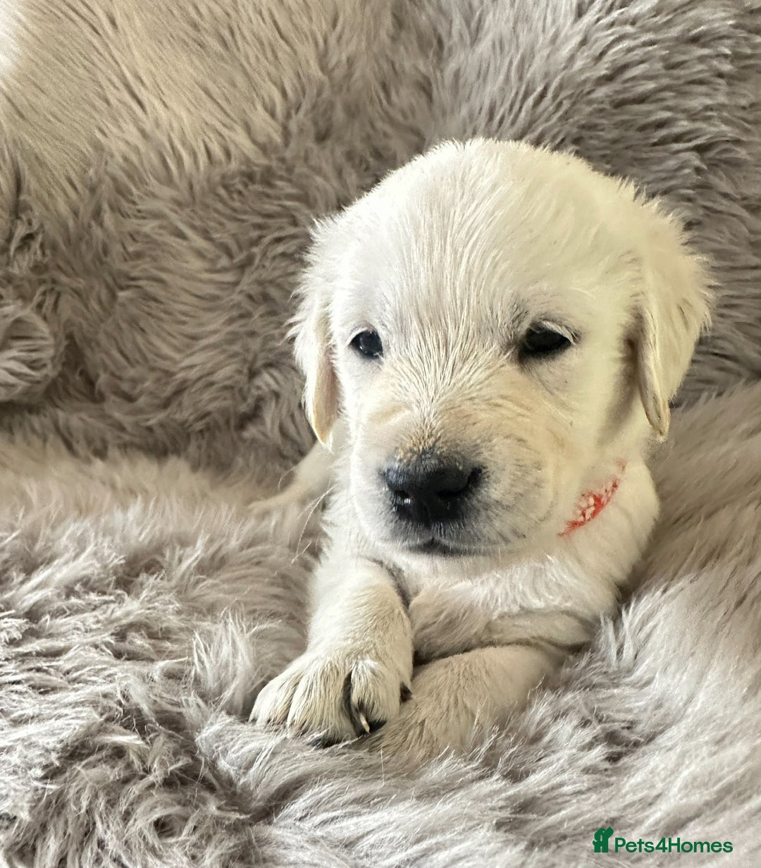 Golden Retriever dogs for sale: KC REGISTERED GOLDEN RETRIEVER PUPS - Image 1