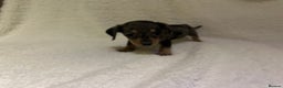 Miniature Dachshund dogs for sale: ****true to type mini dachshund *** - Advert 12