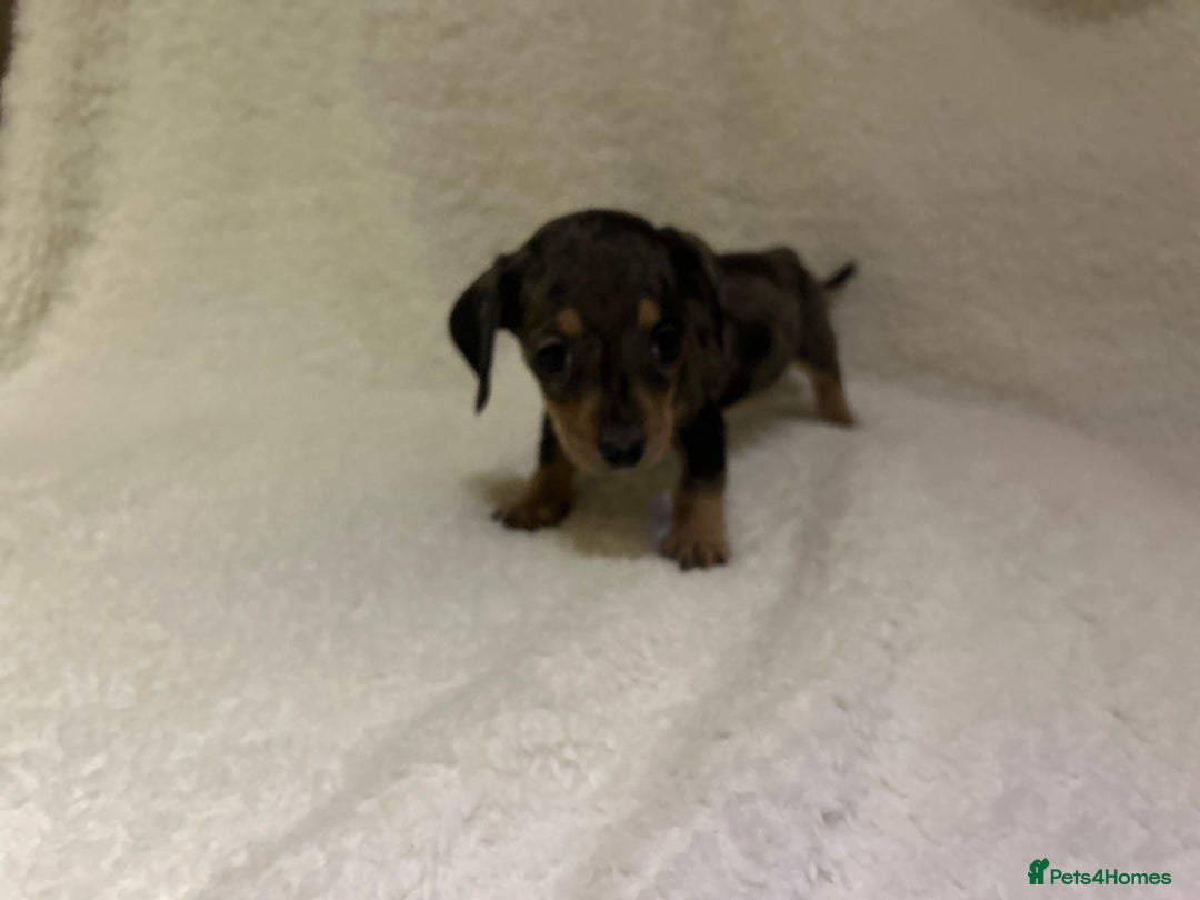 Miniature Dachshund dogs for sale: ****true to type mini dachshund *** - Advert 12