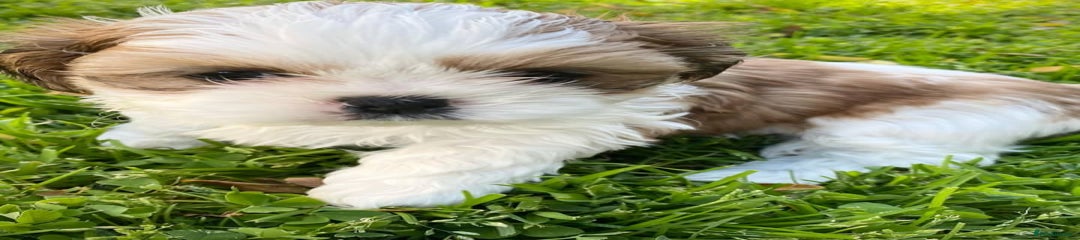 Shih Tzu Puppy 2