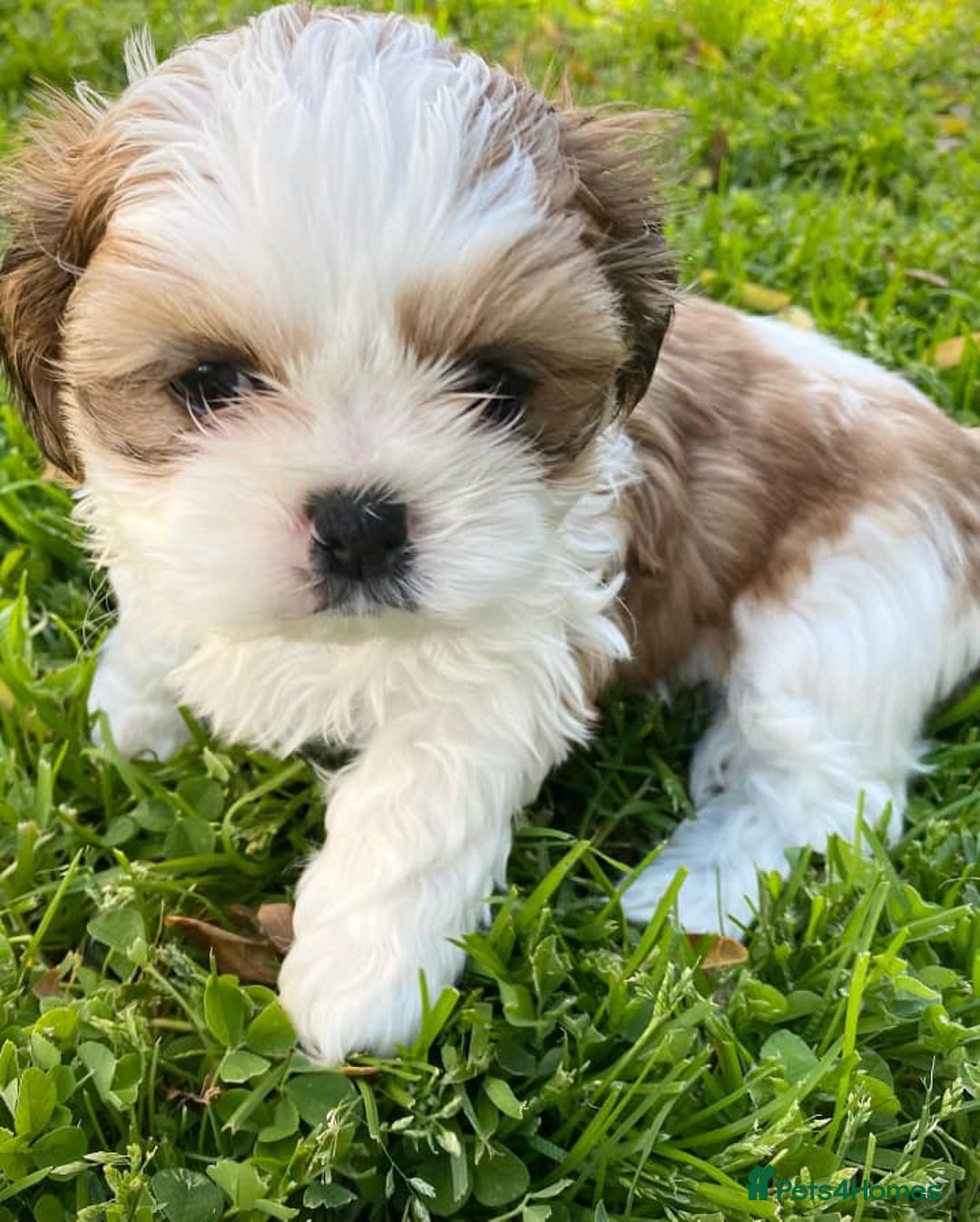 Shih Tzu dogs for sale: Cute male and female shih tzu puppies available - Image 5