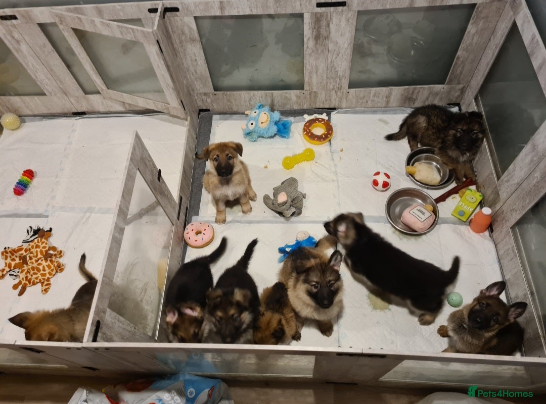 German Shepherd dogs for sale: 🐾Adorable 8-Week-Old German shepherd puppies🐾 - Image 23