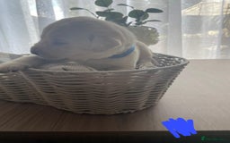 Labrador Retriever dogs for sale: Beautiful chunky yellow  Labrador puppy’s  - Image 5