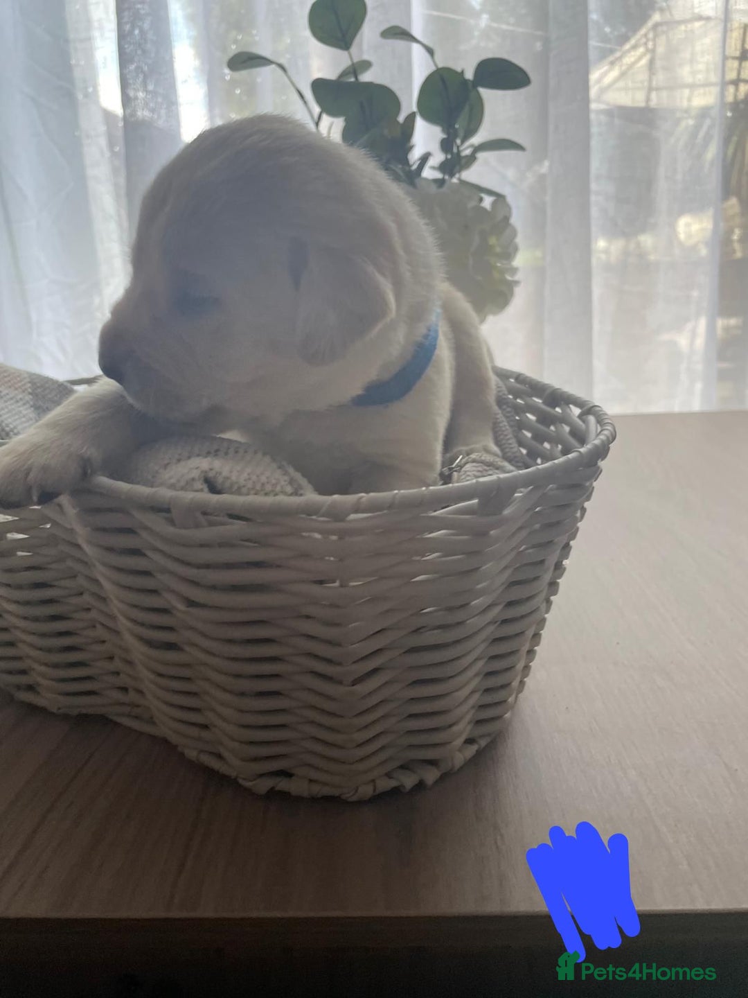 Labrador Retriever dogs for sale: Beautiful chunky yellow  Labrador puppy’s  - Image 5