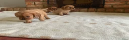 Cavalier King Charles Spaniel dogs for sale: Ruby Cavalier King Charles Spaniel Puppy’s  - Advert 4