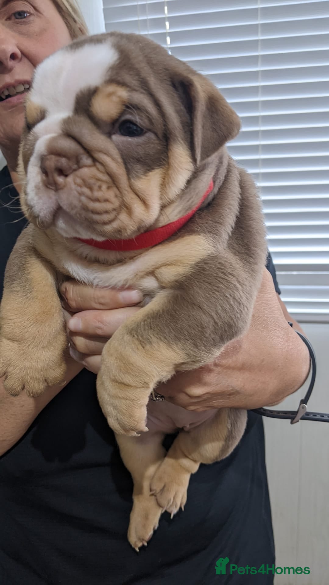 English Bulldog dogs for sale: Forever homes  - Image 21